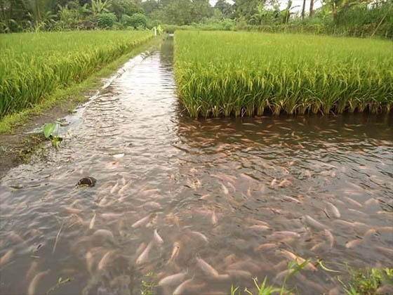 Ancient rice and fish farming in China